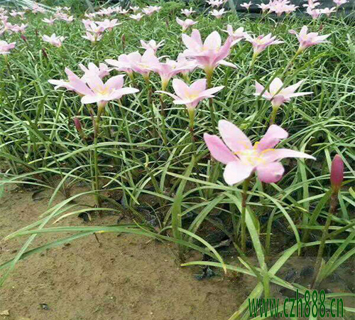 蔥蘭的種植方法  蔥蘭適合什么時(shí)間種植？