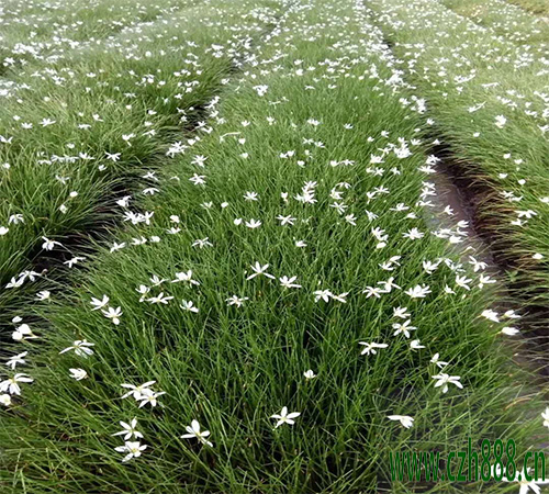 蔥蘭的種植方法  蔥蘭適合什么時(shí)間種植？