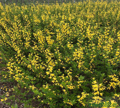 香水連翹如何養殖？ 養植連翹有哪些注意事項？