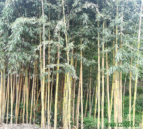 金鑲玉竹的養護方法 金鑲玉竹要注意病蟲害防護