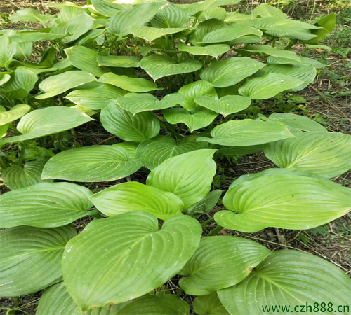 白花玉簪的養(yǎng)殖方法和注意事項 白花玉簪要適度修剪