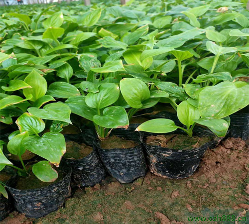 白花玉簪的養(yǎng)殖方法和注意事項 白花玉簪要適度修剪