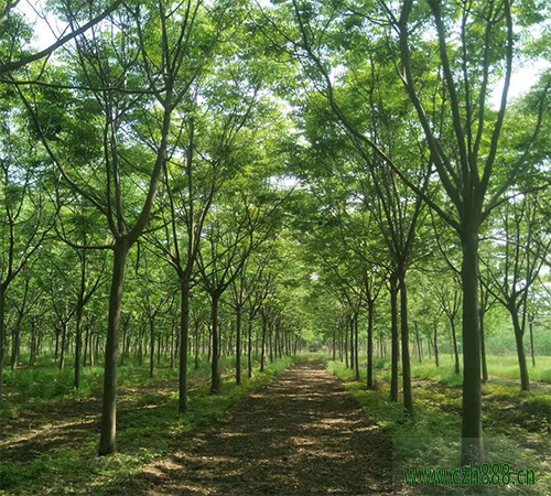 欒樹的種植方法和注意事項(xiàng)  欒樹適合種在哪里？