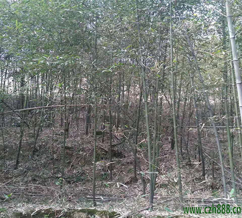 毛竹適合在什么土壤里種植? 毛竹的培養技巧