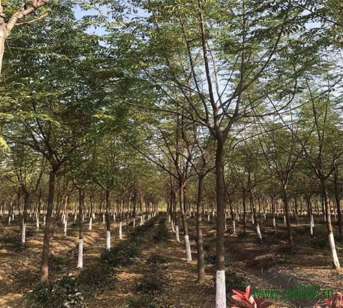 苦楝樹適合在家里種植嗎？一起來看看