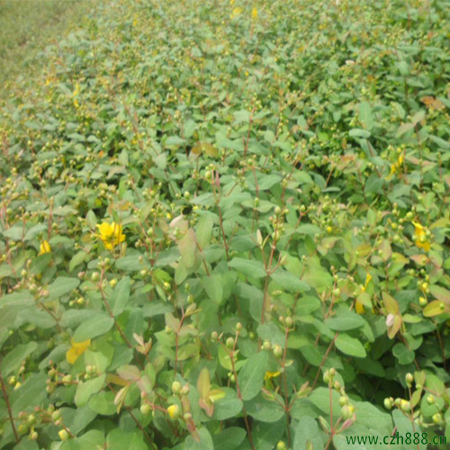 金絲梅一般在什么季節開花?