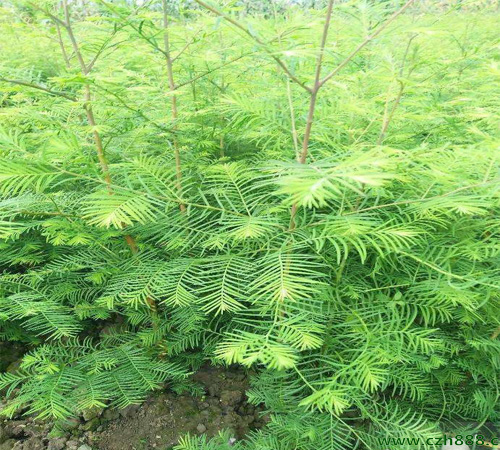 水杉樹生長(zhǎng)速度介紹,一起來了解一下