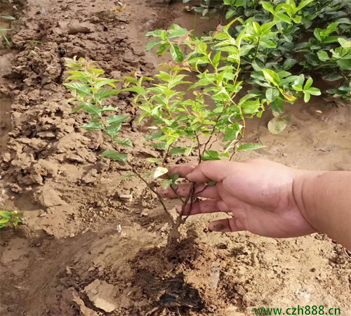 金焰繡線菊什么時(shí)間開花? 金焰繡線菊的開花溫度
