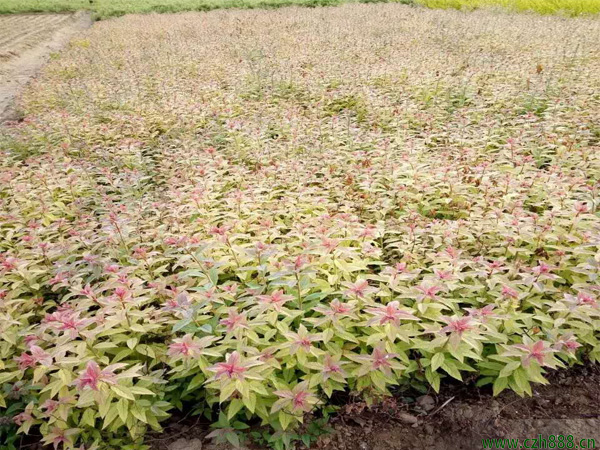 金焰繡線菊什么時(shí)間開花? 金焰繡線菊的開花溫度