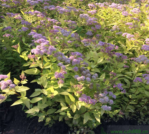 金焰繡線菊什么時(shí)間開花? 金焰繡線菊的開花溫度