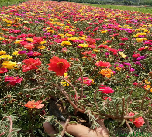 半枝蓮的養植方法 半枝蓮如何繁衍？