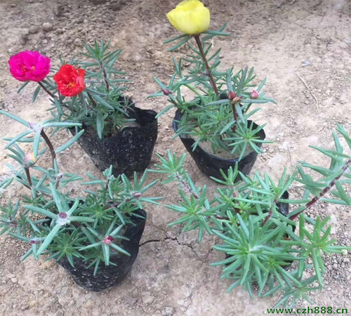 半枝蓮的養植方法 半枝蓮如何繁衍？