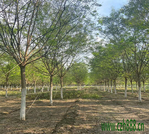 國槐移栽后的養(yǎng)護 國槐的養(yǎng)護方法