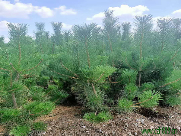 黑松是不是喜歡陽光？黑松生長特點