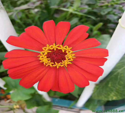百日草一般什么時候開花？