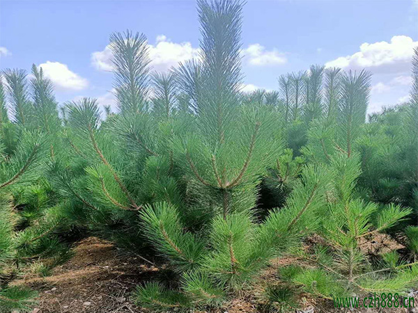 黑松適合劇烈太陽照射嗎？ 黑松時喜陽植物嗎？