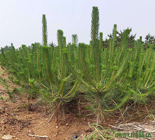黑松適合劇烈太陽照射嗎？ 黑松時喜陽植物嗎？