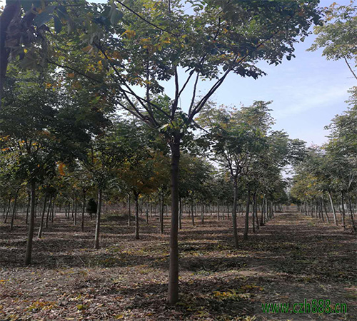 欒樹和復(fù)羽葉欒樹有什么區(qū)別? 欒樹的生長(zhǎng)習(xí)性