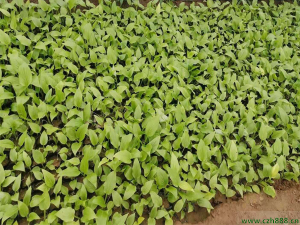 白玉簪種植方法