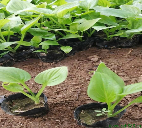 白玉簪種植方法