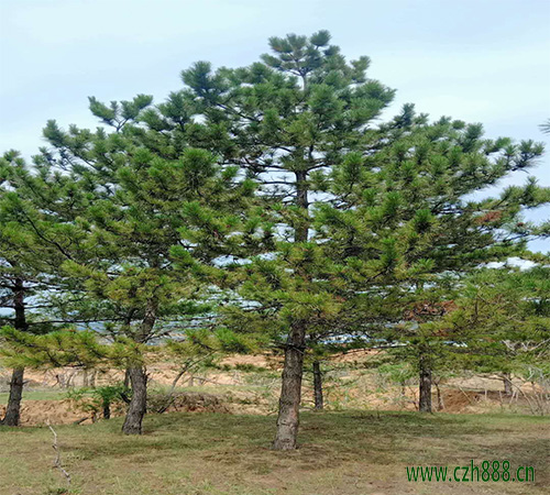 黑松病蟲害的主要防治方法有哪些? 黑松有哪些病蟲害?