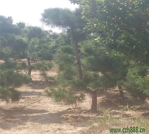 黑松病蟲害的主要防治方法有哪些? 黑松有哪些病蟲害?