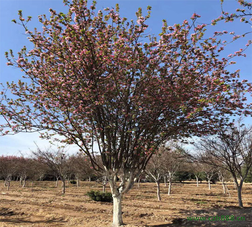 西府海棠常見病蟲害有哪些? 西府海棠病蟲害防治方法