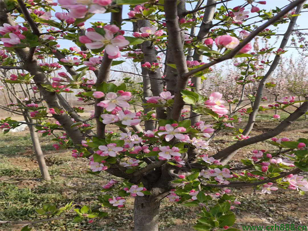 西府海棠常見病蟲害有哪些? 西府海棠病蟲害防治方法