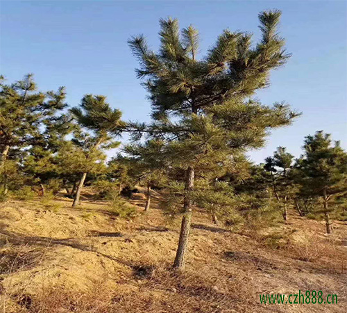 黑松盆景冬季該如何養(yǎng)護(hù)？ 黑松盆景的養(yǎng)護(hù)方法