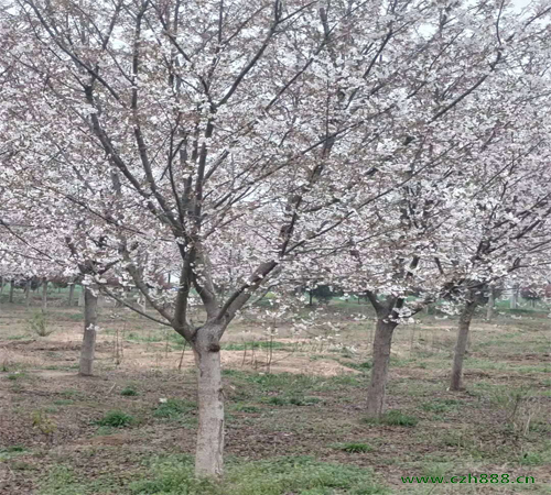 櫻花為什么不開花？ 櫻花不開花的原因是什么？