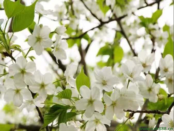 櫻花為什么不開花？ 櫻花不開花的原因是什么？