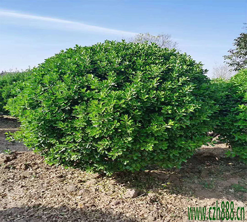 大葉黃楊有哪些常見病蟲害？ 大葉黃楊病蟲害解決方案