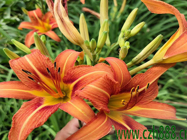 大花萱草冬季正確養護方法 大花萱草冬季養護方法