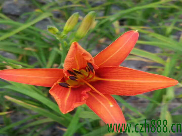 大花萱草冬季正確養護方法 大花萱草冬季養護方法