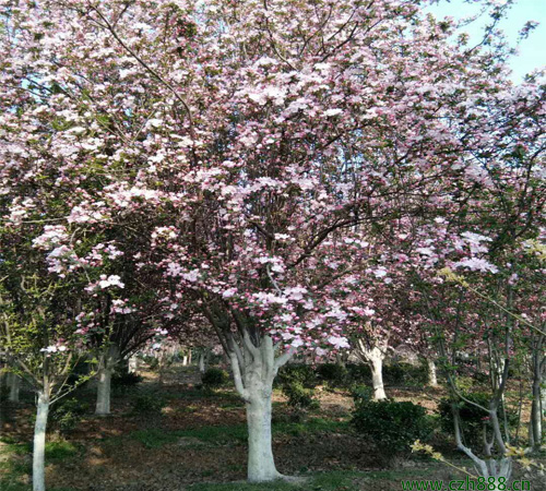 西府海棠常見病蟲害防治 西府海棠科學養護方法