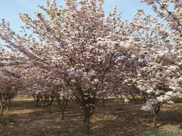 西府海棠常見病蟲害防治 西府海棠科學養護方法