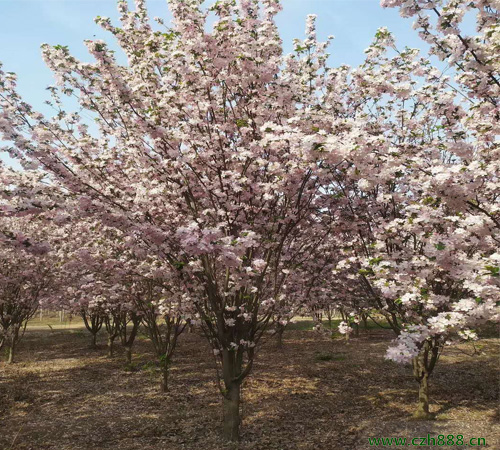 西府海棠常見病蟲害防治 西府海棠科學養護方法