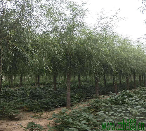 柳樹(shù)常見(jiàn)病蟲(chóng)害防治方法 柳樹(shù)病蟲(chóng)害防治