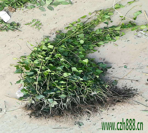 常青藤如何培養效果好？一起來了解一下