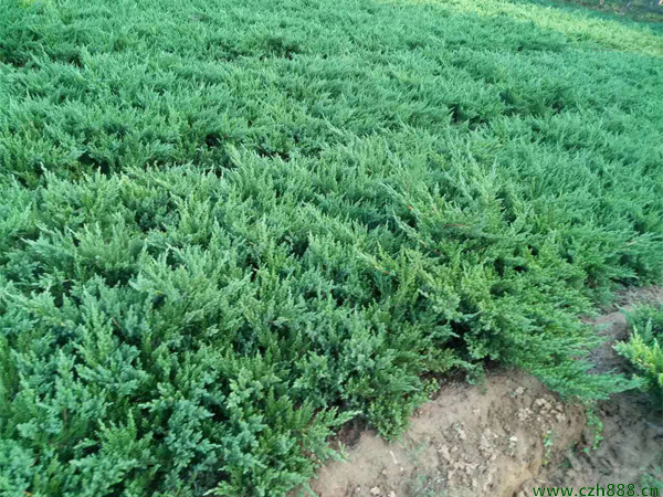 鋪地柏葉片發黃的原因 鋪地柏葉片發黃的處理方法