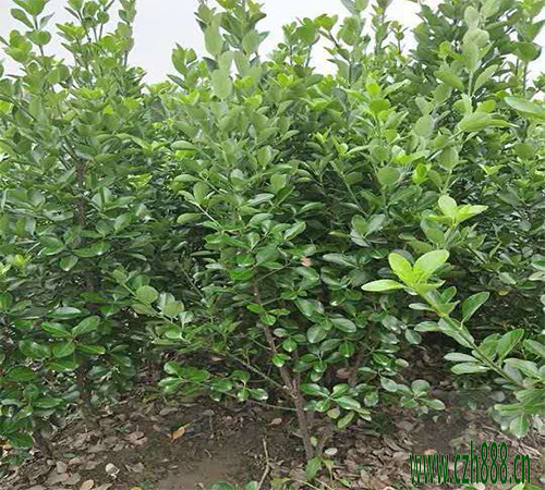 大葉黃楊常見(jiàn)病蟲(chóng)害 大葉黃楊病蟲(chóng)害解決方案
